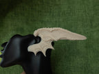 Drache - Silikonohren